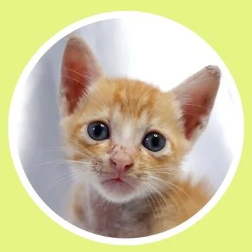 Cat in all pose Stock Photos