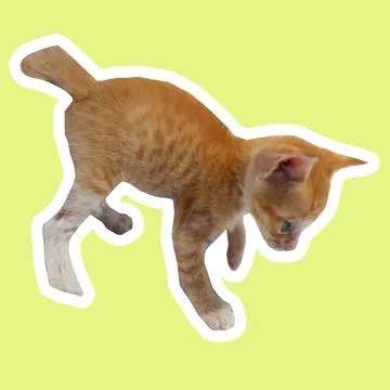 Cat in all pose Stock Photos