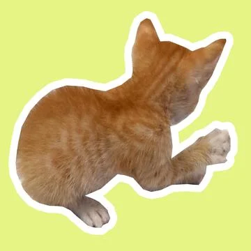 Cat in all pose Stock Photos