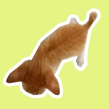 Cat in all pose Stock Photos