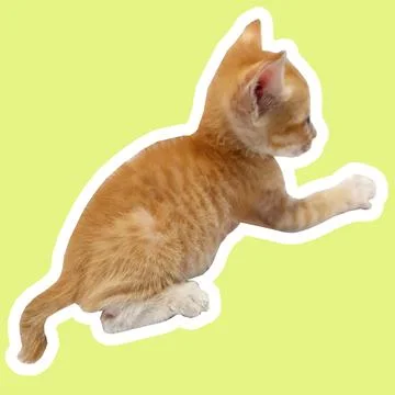 Cat in all pose Stock Photos