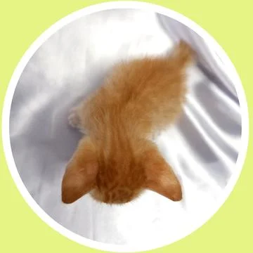 Cat in all pose Stock Photos