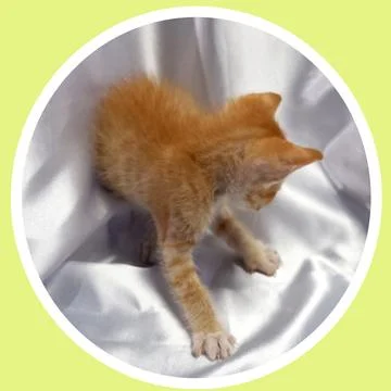 Cat in all pose Stock Photos