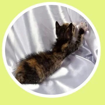 Cat in all pose Stock Photos