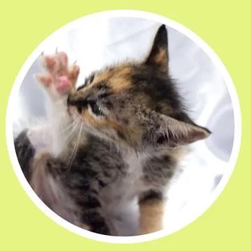 Cat in all pose Stock Photos