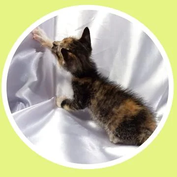 Cat in all pose Stock Photos