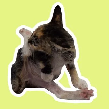 Cat in all pose Stock Photos