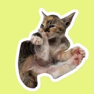 Cat in all pose Stock Photos