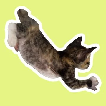 Cat in all pose Stock Photos