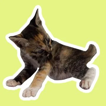 Cat in all pose Stock Photos