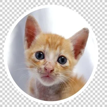 Cat in all pose Stock Photos