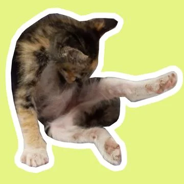 Cat in all pose Stock Photos