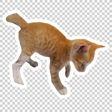 Cat in all pose Stock Photos