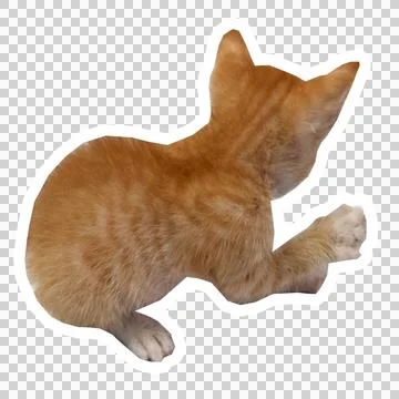 Cat in all pose Stock Photos