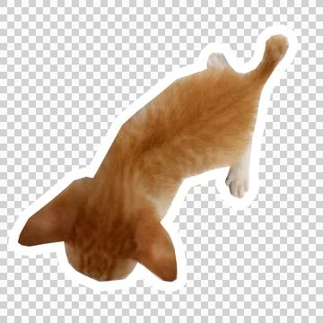 Cat in all pose Stock Photos