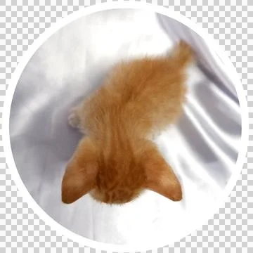 Cat in all pose Stock Photos