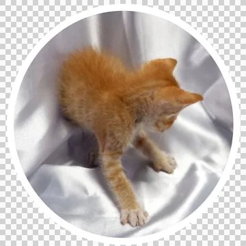 Cat in all pose Stock Photos