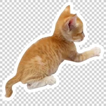 Cat in all pose Stock Photos