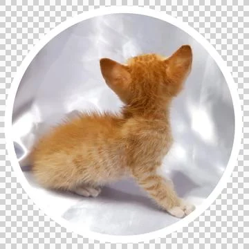 Cat in all pose Stock Photos