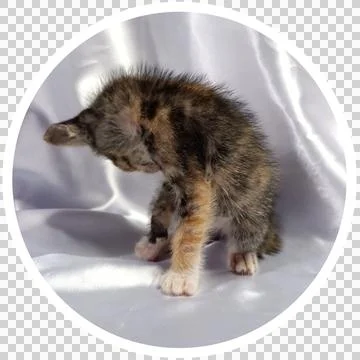 Cat in all pose Stock Photos