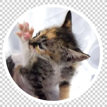 Cat in all pose Stock Photos