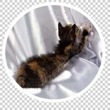 Cat in all pose Stock Photos