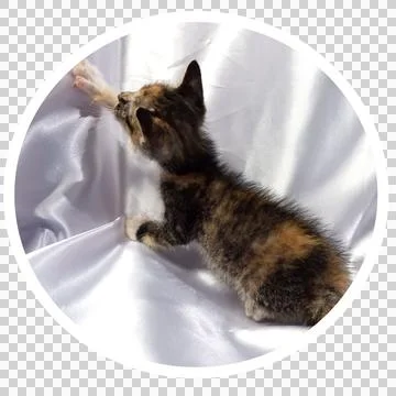 Cat in all pose Stock Photos