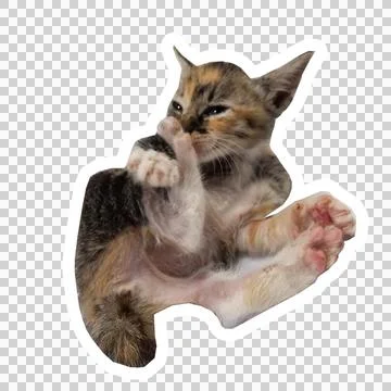 Cat in all pose Stock Photos