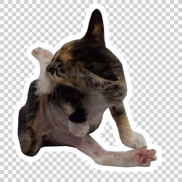 Cat in all pose Stock Photos