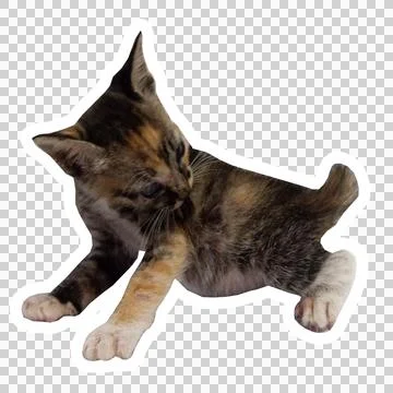 Cat in all pose Stock Photos