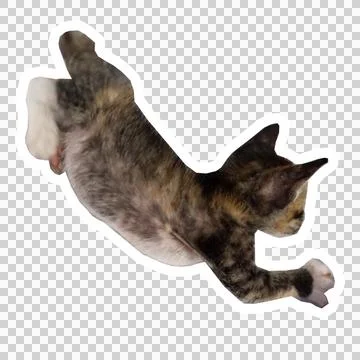 Cat in all pose Stock Photos