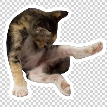 Cat in all pose Stock Photos