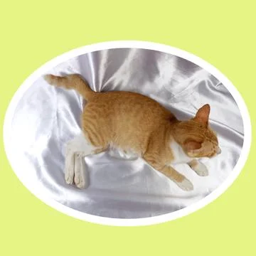 Cat in all pose Stock Photos