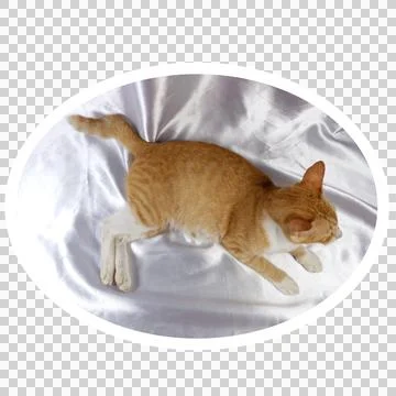 Cat in all pose Stock Photos