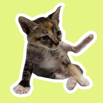 Cat in all pose Stock Photos