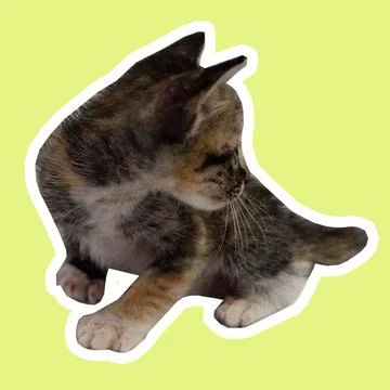Cat in all pose Stock Photos