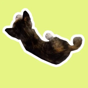 Cat in all pose Stock Photos