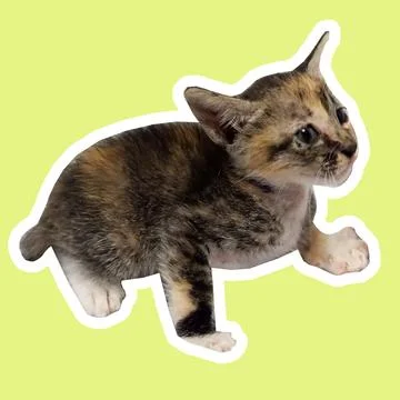 Cat in all pose Stock Photos