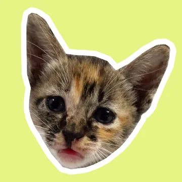 Cat in all pose Stock Photos