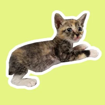 Cat in all pose Stock Photos