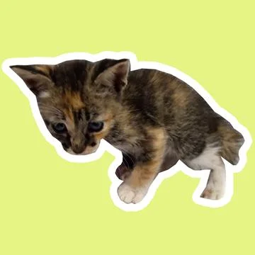 Cat in all pose Stock Photos