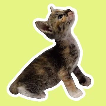 Cat in all pose Stock Photos