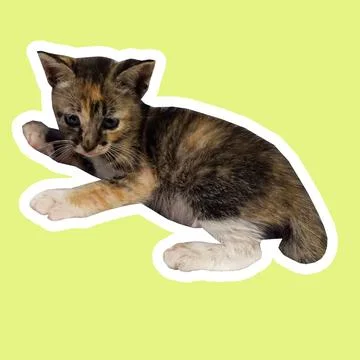 Cat in all pose Stock Photos