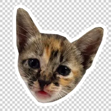 Cat in all pose Stock Photos