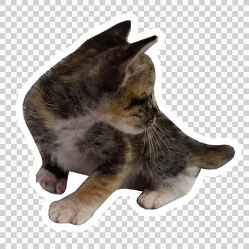 Cat in all pose Stock Photos