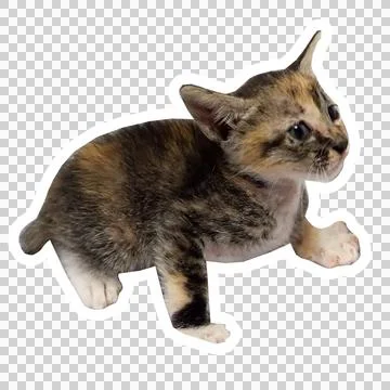 Cat in all pose Stock Photos