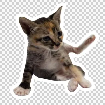 Cat in all pose Stock Photos