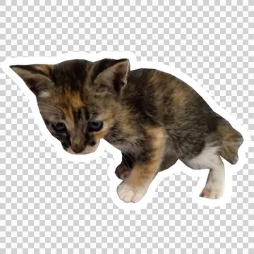 Cat in all pose Stock Photos