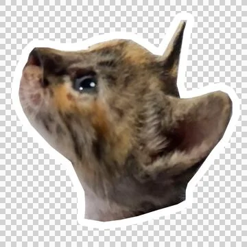 Cat in all pose Stock Photos