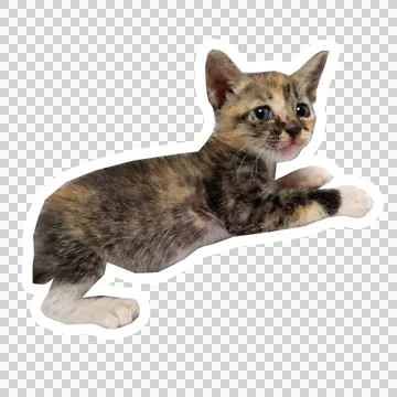 Cat in all pose Stock Photos